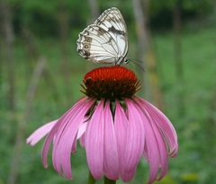 Melanargia epimede