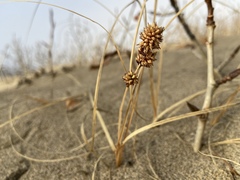 Carex sabulosa