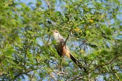 Coccyzus longirostris