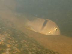 Bandit Acara photo 2