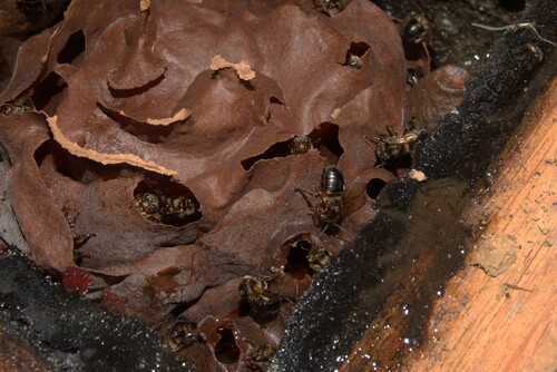 Melipona nebulosa
