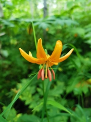 Lilium debile
