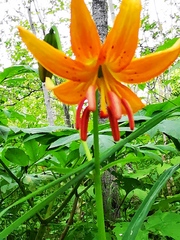 Lilium debile