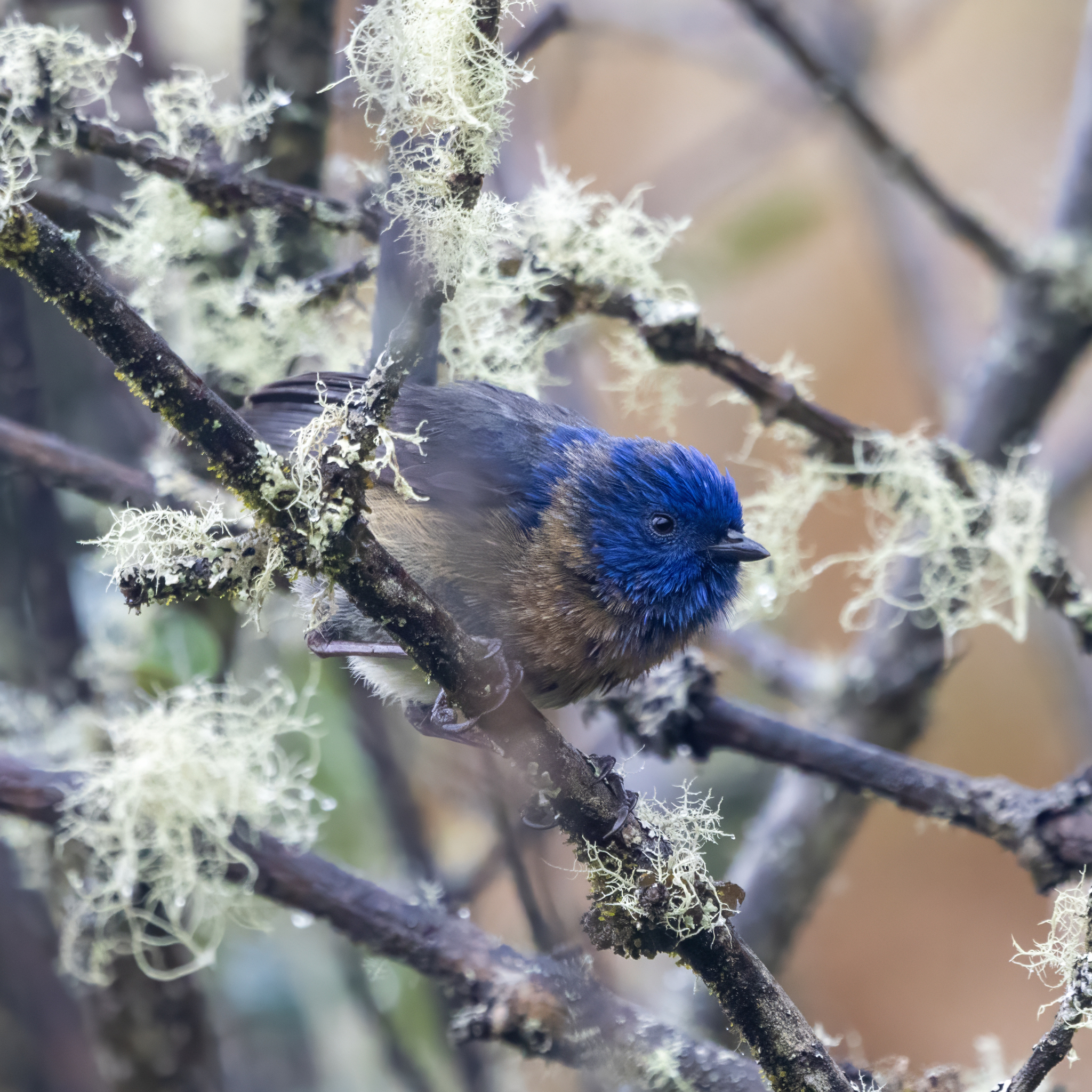 Tit-like Dacnis (Xenodacnis parina), photo 2