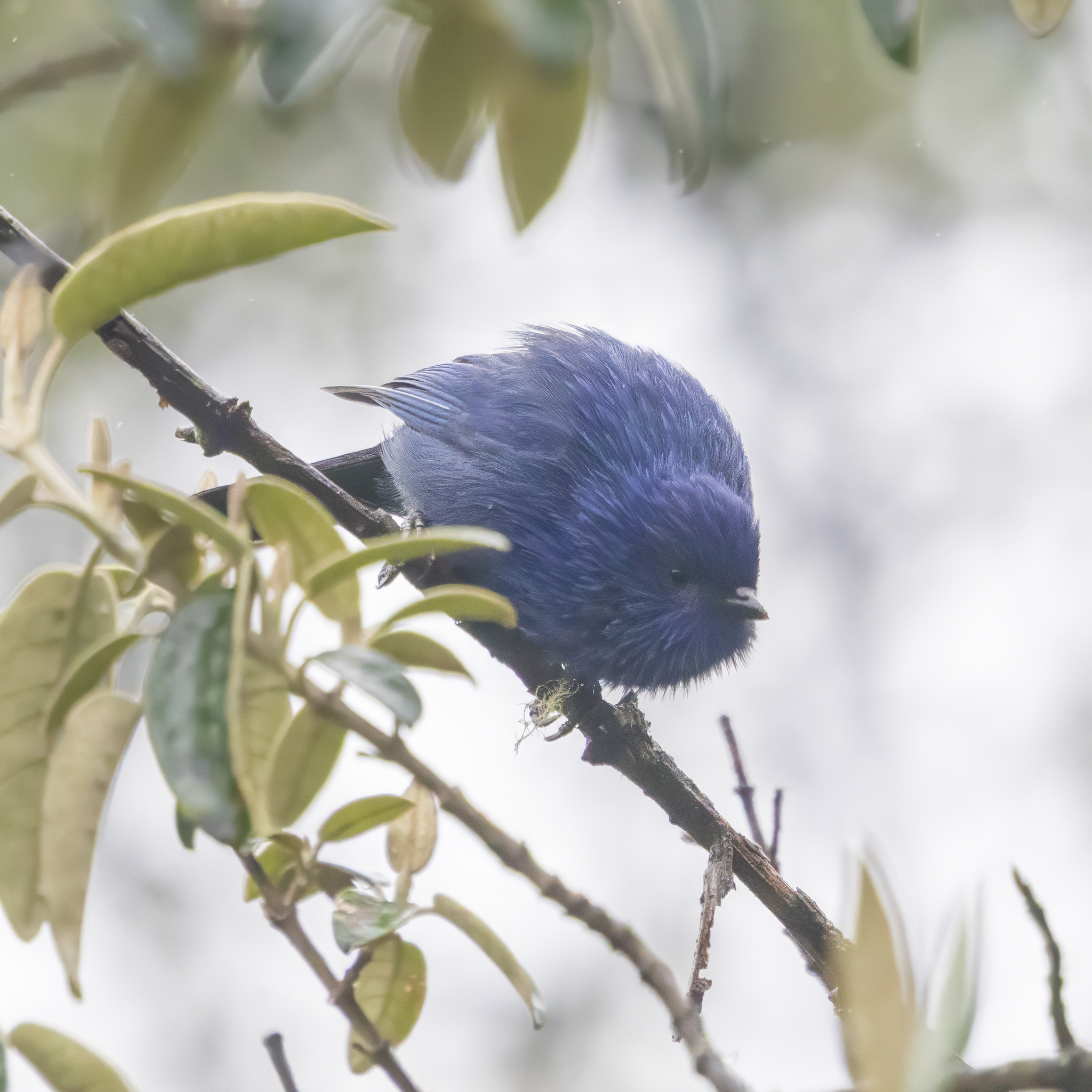 Tit-like Dacnis (Xenodacnis parina), photo 1
