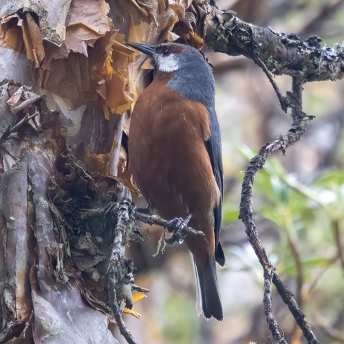 Giant Conebill (Conirostrum binghami)