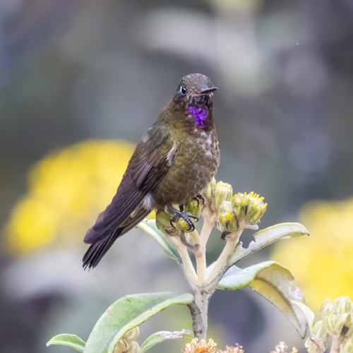 Violet-throated Metaltail (Metallura baroni)