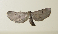 Exelis pyrolaria