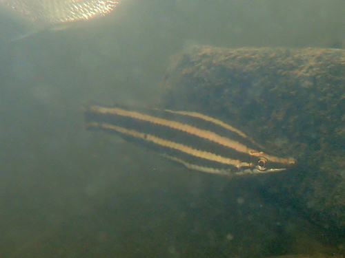 Petulanos brevior