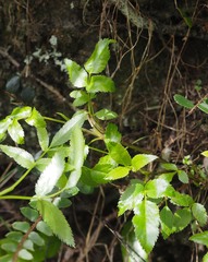 Scandia rosifolia