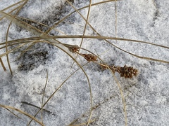 Carex sabulosa