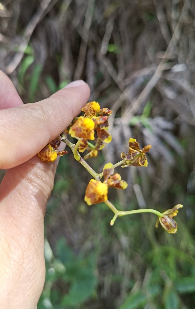 Cyrtochilum porrigens