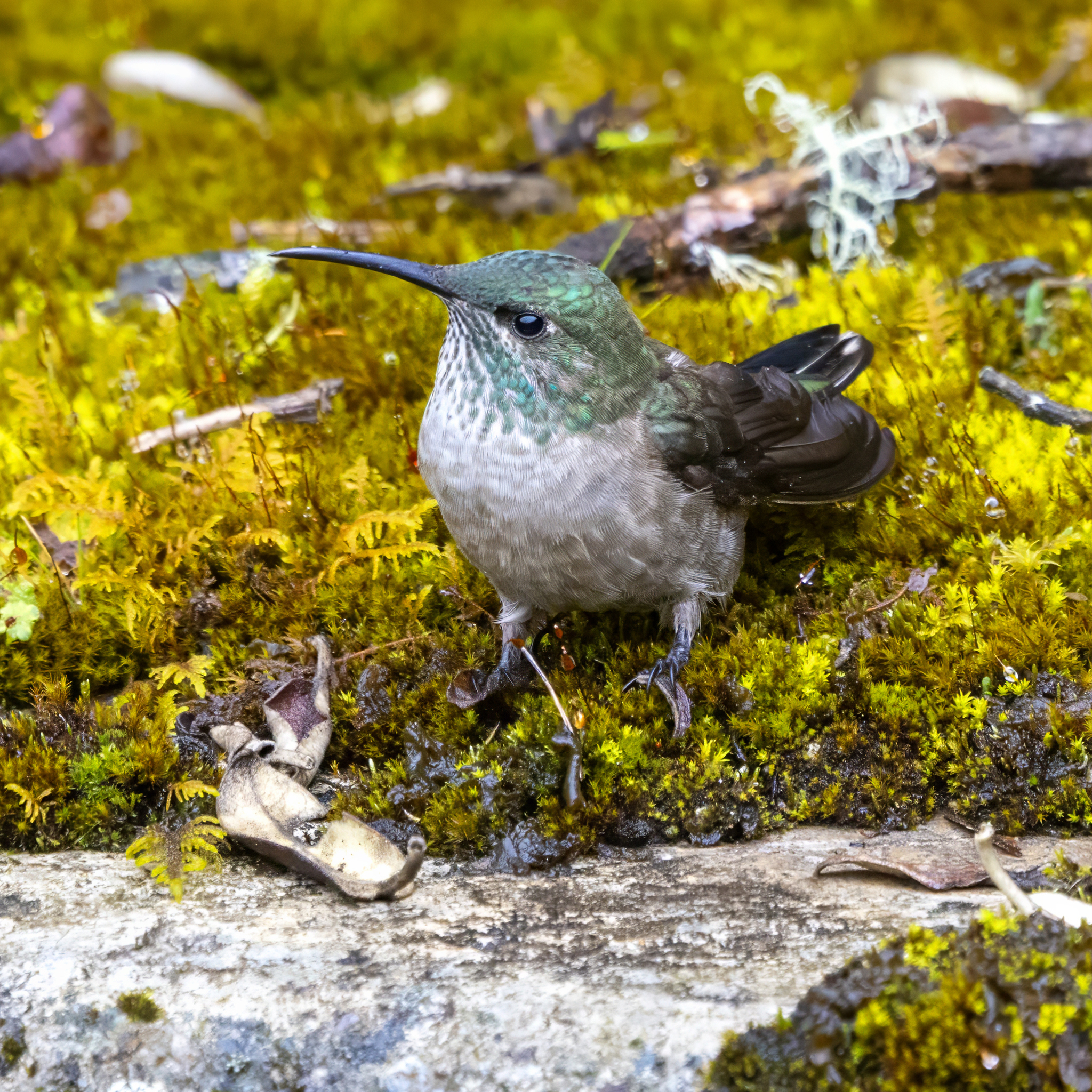Ecuadorian Hillstar (Oreotrochilus chimborazo), photo 3