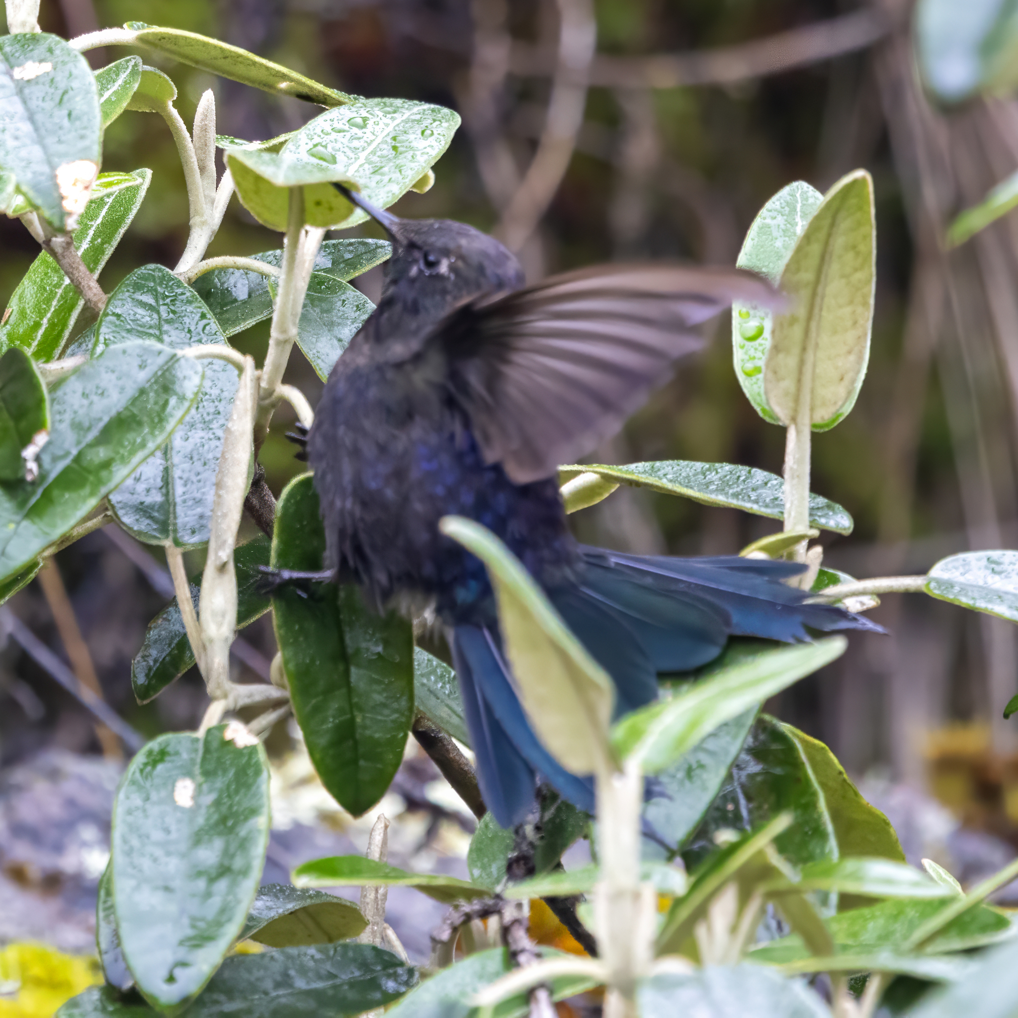 Blue-mantled Thornbill (Chalcostigma stanleyi), photo 3