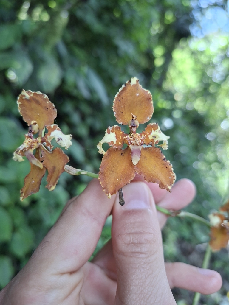 Cyrtochilum undulatum