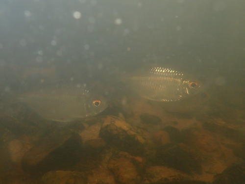 Moenkhausia grandisquamis