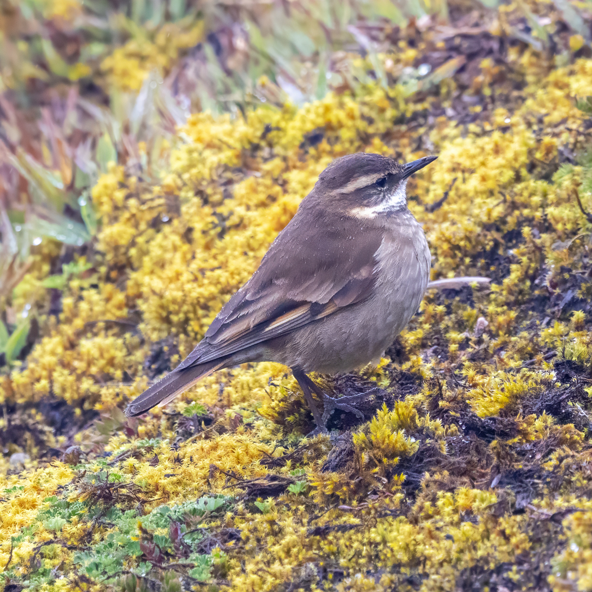 Chestnut-winged Cinclodes (Cinclodes albidiventris), photo 2