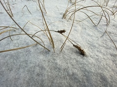 Carex sabulosa