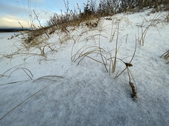 Carex sabulosa