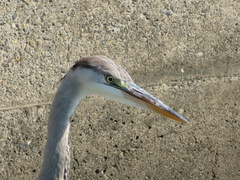 Ardea cinerea