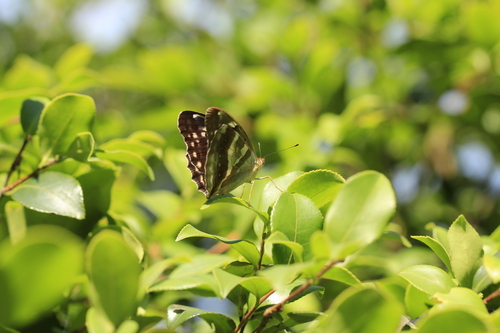 Sagana Fritillary