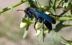Psorthaspis planata