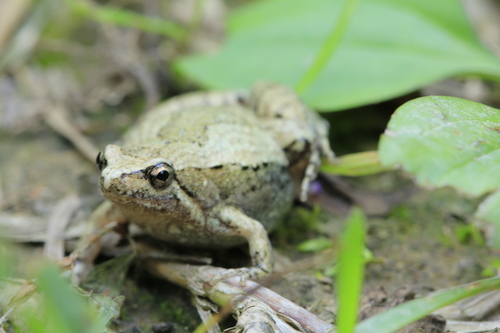 East Asian Ornate Chorus Frog