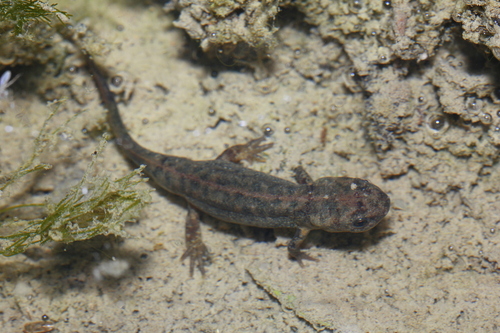 Oriental Fire-bellied Newt