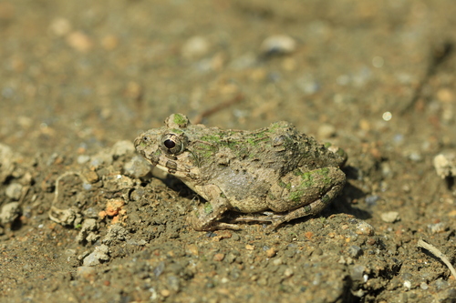 Rice field frog
