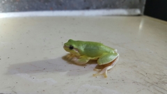 Hyla chinensis