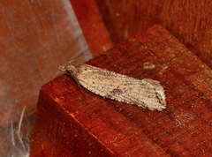 Constrictana constrictana