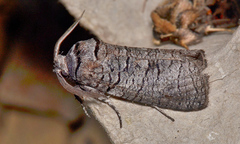 Culama suffusca