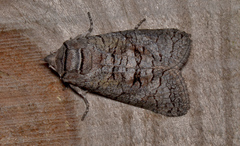 Culama suffusca