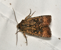 Dasygaster ligniplena