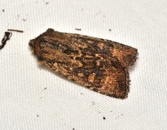 Dasygaster ligniplena