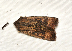 Dasygaster ligniplena