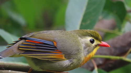 Red-billed Leiothrix, Kumaon Division, Uttarakhand, India, photo 9 of 10