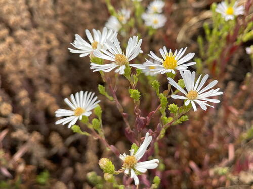 Hall's Aster (Symphyotrichum hallii)