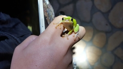 Hyla chinensis