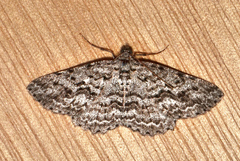 Psilosticha mactaria