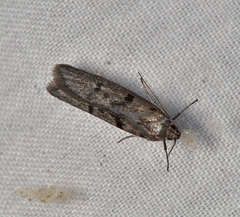 Ericrypsina chorodoxa