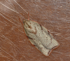 Euchaetis inceptella