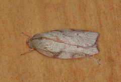 Euchaetis inceptella