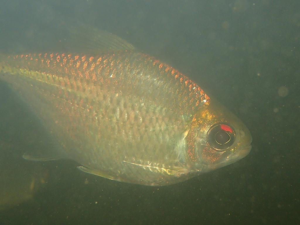 Meunier's tetra (Jupiaba meunieri) — Characidae