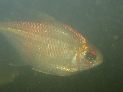Meunier's tetra (Jupiaba meunieri) — Characidae