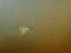 Bryconops