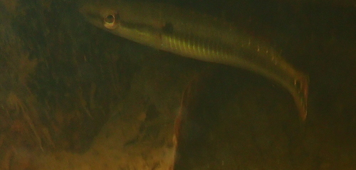 Saxatilia saxatilis