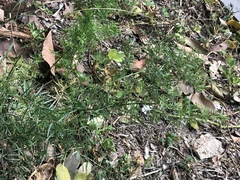 Asparagus densiflorus