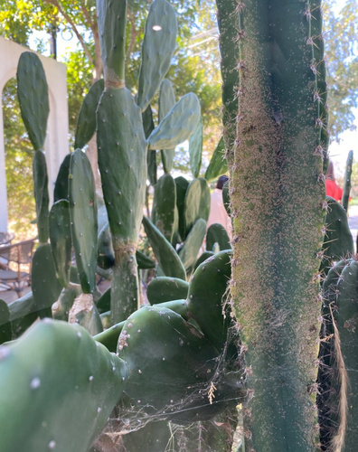 Cochineal Nopal Cactus