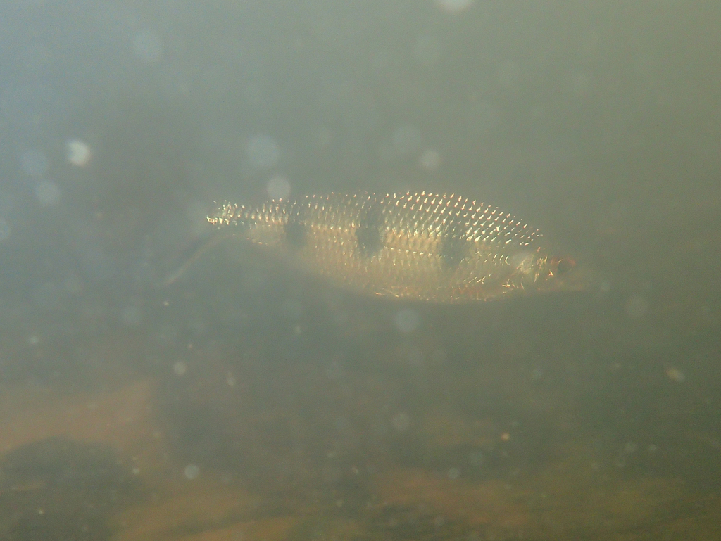 Barred Hemiodus